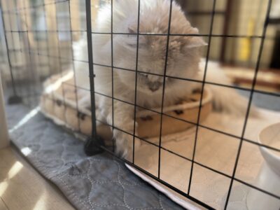 明石市東野町周辺のリノベーション施工事例ビフォーアフター